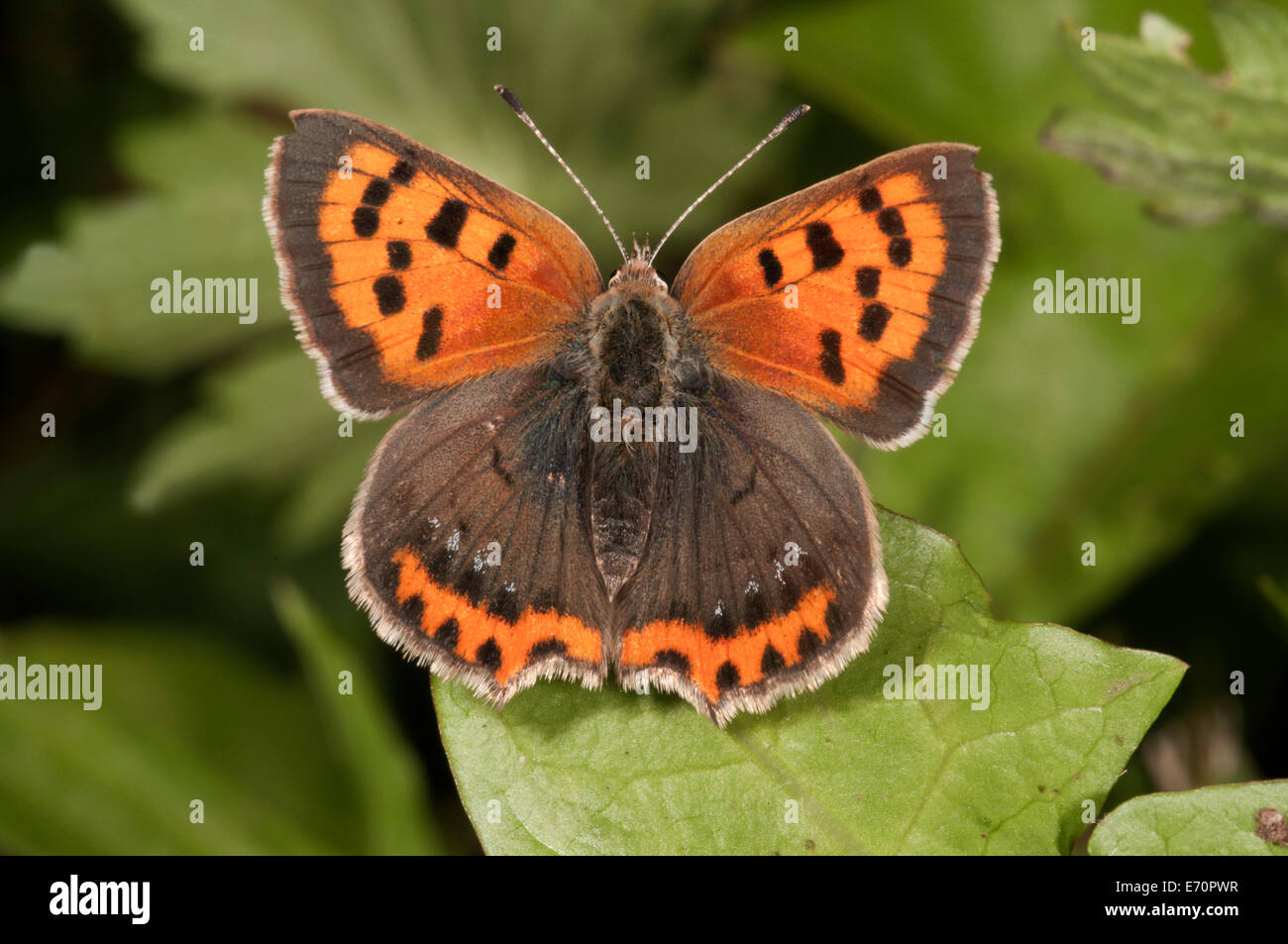 Kleine Kupfer (Lycaena Phlaeas), Baden-Württemberg, Deutschland Stockfoto