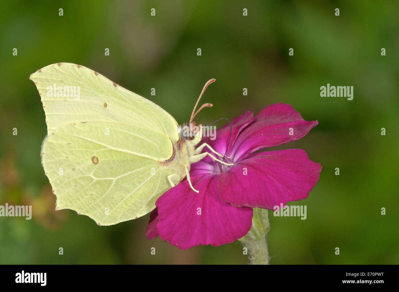 Zitronenfalter (Gonepteryx Rhamni), saugen Nektar an Rse Campion (Silene Coronaria), Baden-Württemberg, Deutschland Stockfoto