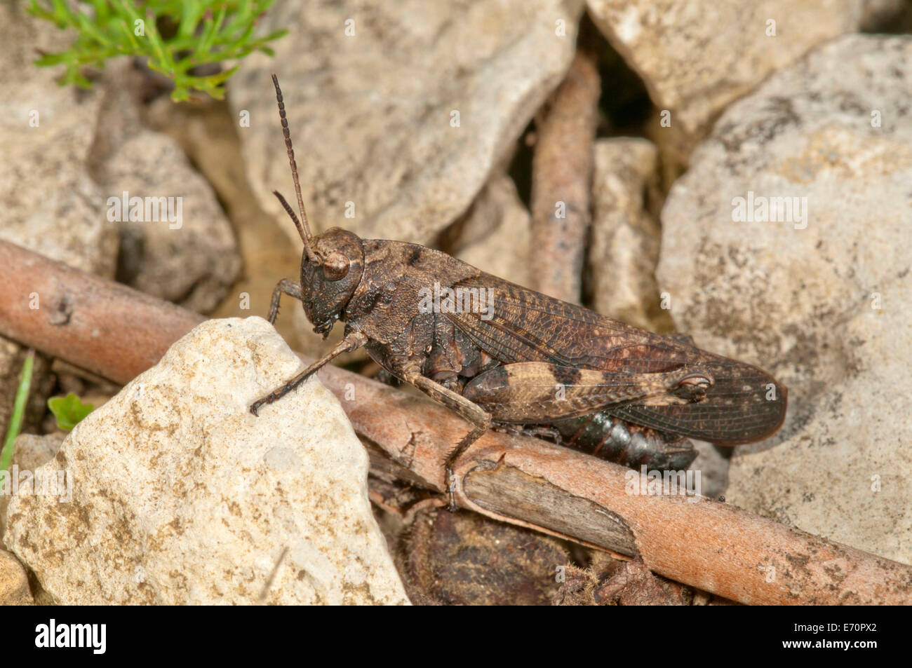 Rassel Grashüpfer (Psophus Stridulus), Männlich, Baden-Württemberg, Deutschland Stockfoto