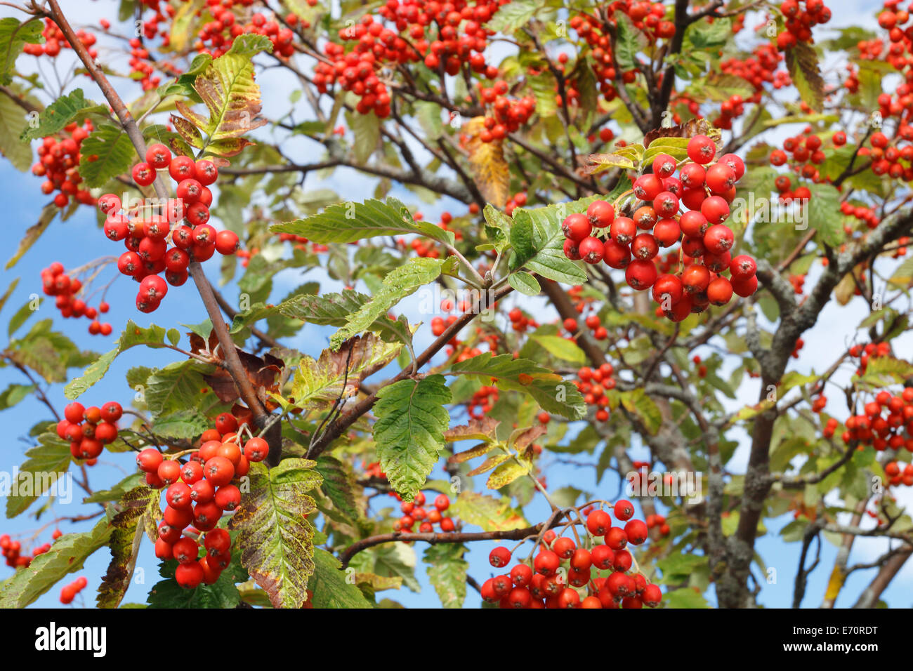 Sorbus Hybrida, schwedische Speierling Stockfoto