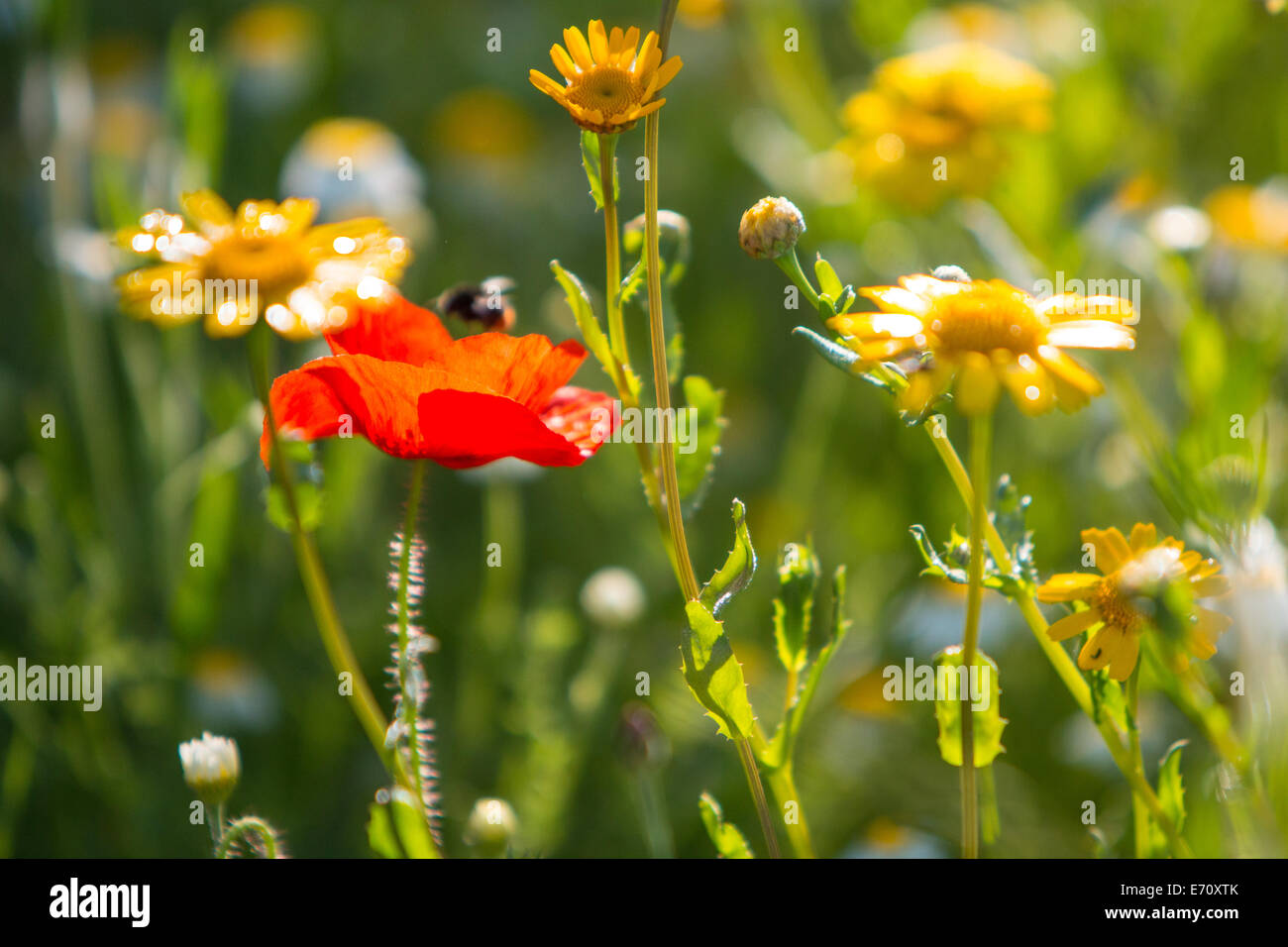 Mohn und wilde Blumen in einem englischen Landhaus Wiese Stockfoto