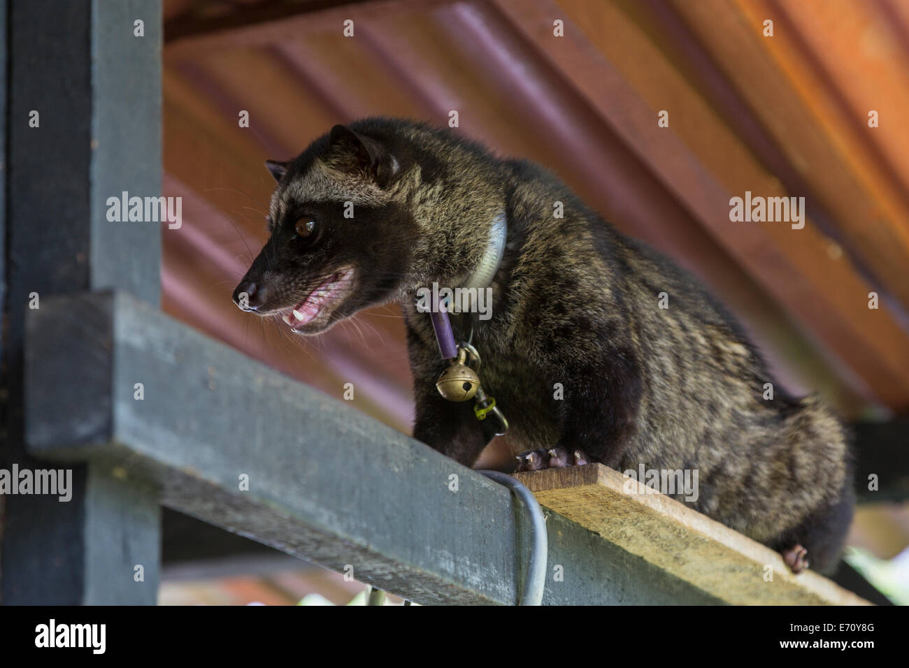 Borobudur, Java, Indonesien.  Domestizierte asiatischen Palm Civet, Paradoxurus Hermaphroditus Stockfoto