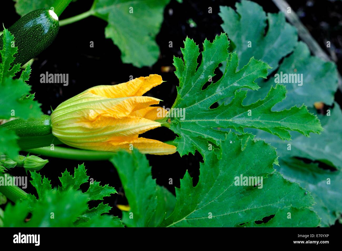 Öffnen Sie Zucchini Blume in natürlicher Umgebung Stockfoto