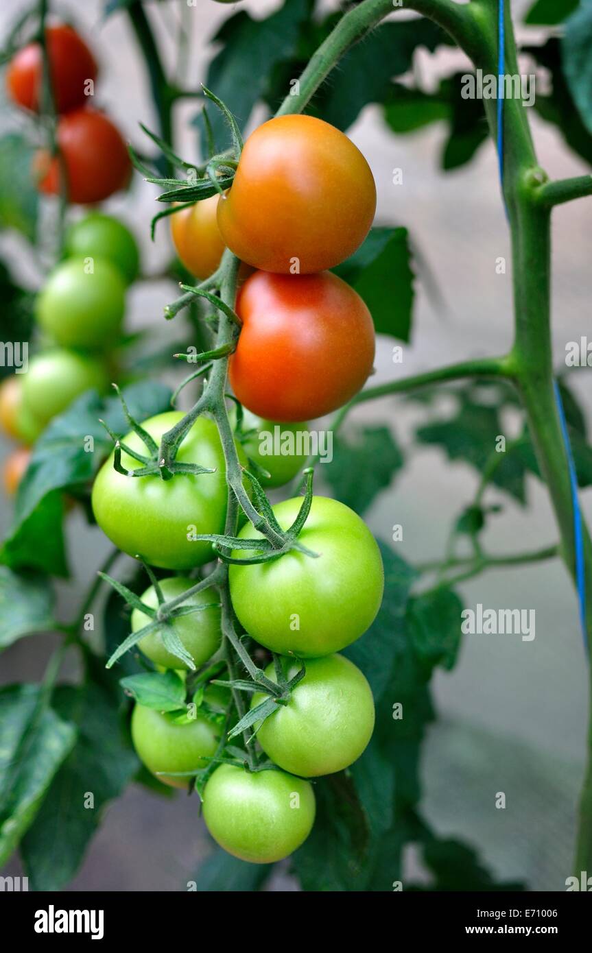 Britische Bio homegrown rote und grüne Tomaten am Rebstock Stockfoto