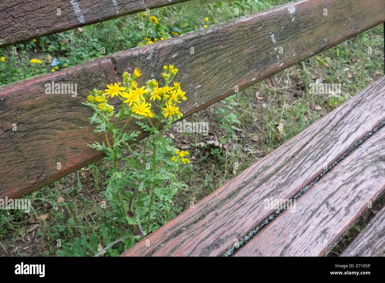 Gemeinsamen Kreuzkraut wächst durch Sitzbank im park Stockfoto