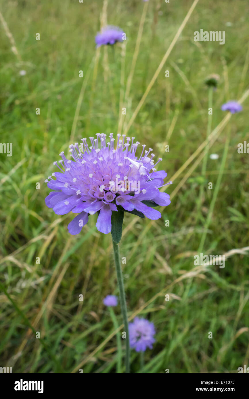 Feld Witwenblume wilde Blume Stockfoto