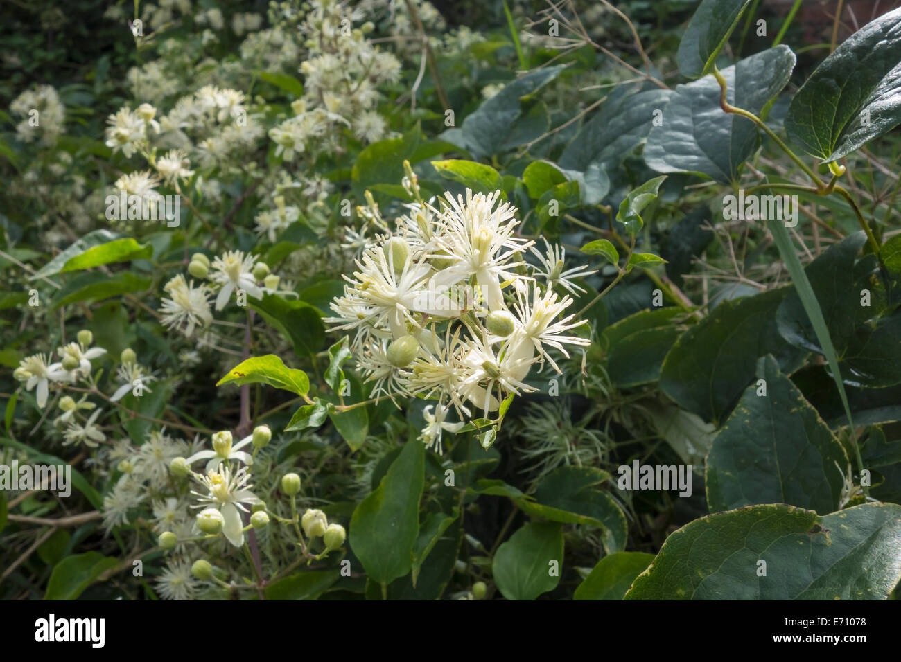 Reisenden Freude wild weitläufigen Anlage cremige weiße Blume Stockfoto