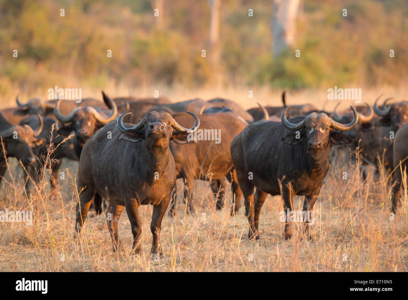 Afrikanischer Büffel Bull (Syncerus Caffer) mit Herde Stockfoto