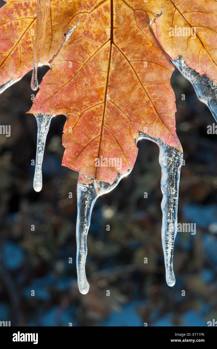 Ein rot braun Ahornblatt im Herbst. Eiszapfen hängen an den Spitzen. Stockfoto