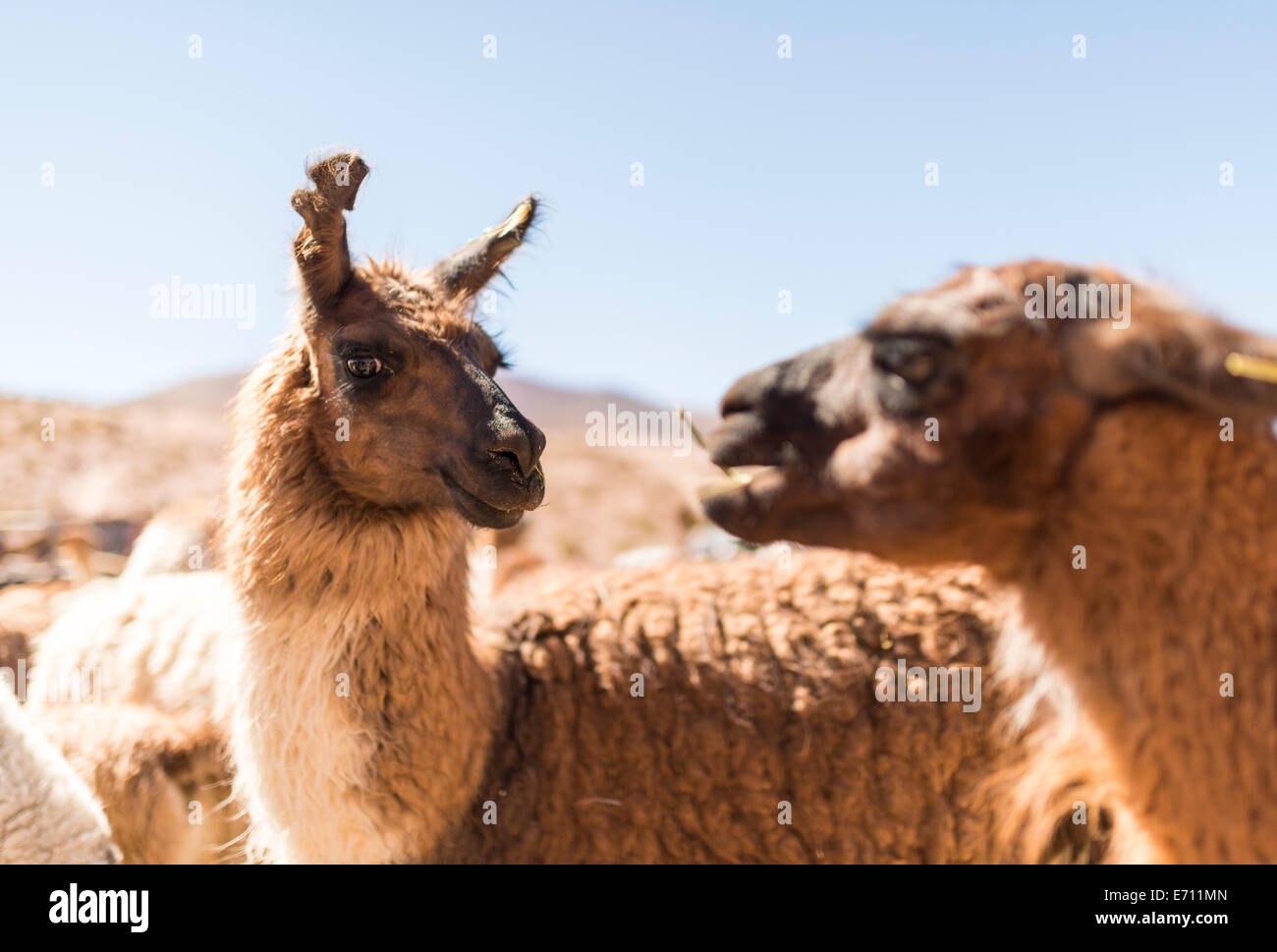 Lamas, Atacama-Wüste, El Norte Grande, Chile Stockfoto