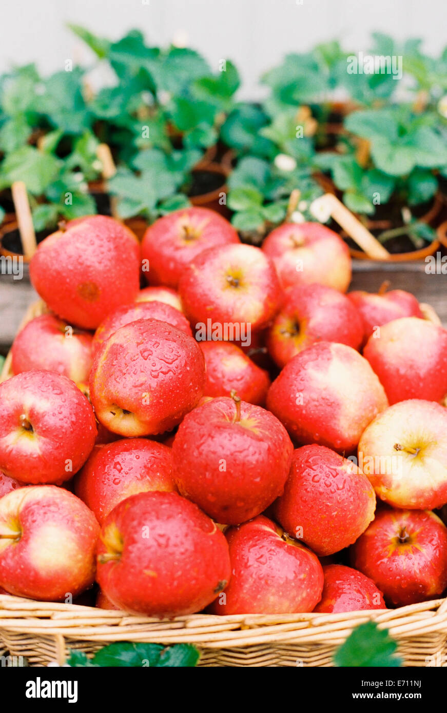 Eine Anzeige von frischen Äpfeln mit Wassertropfen auf die rote Haut und einen Korb mit Pflanzen. Stockfoto