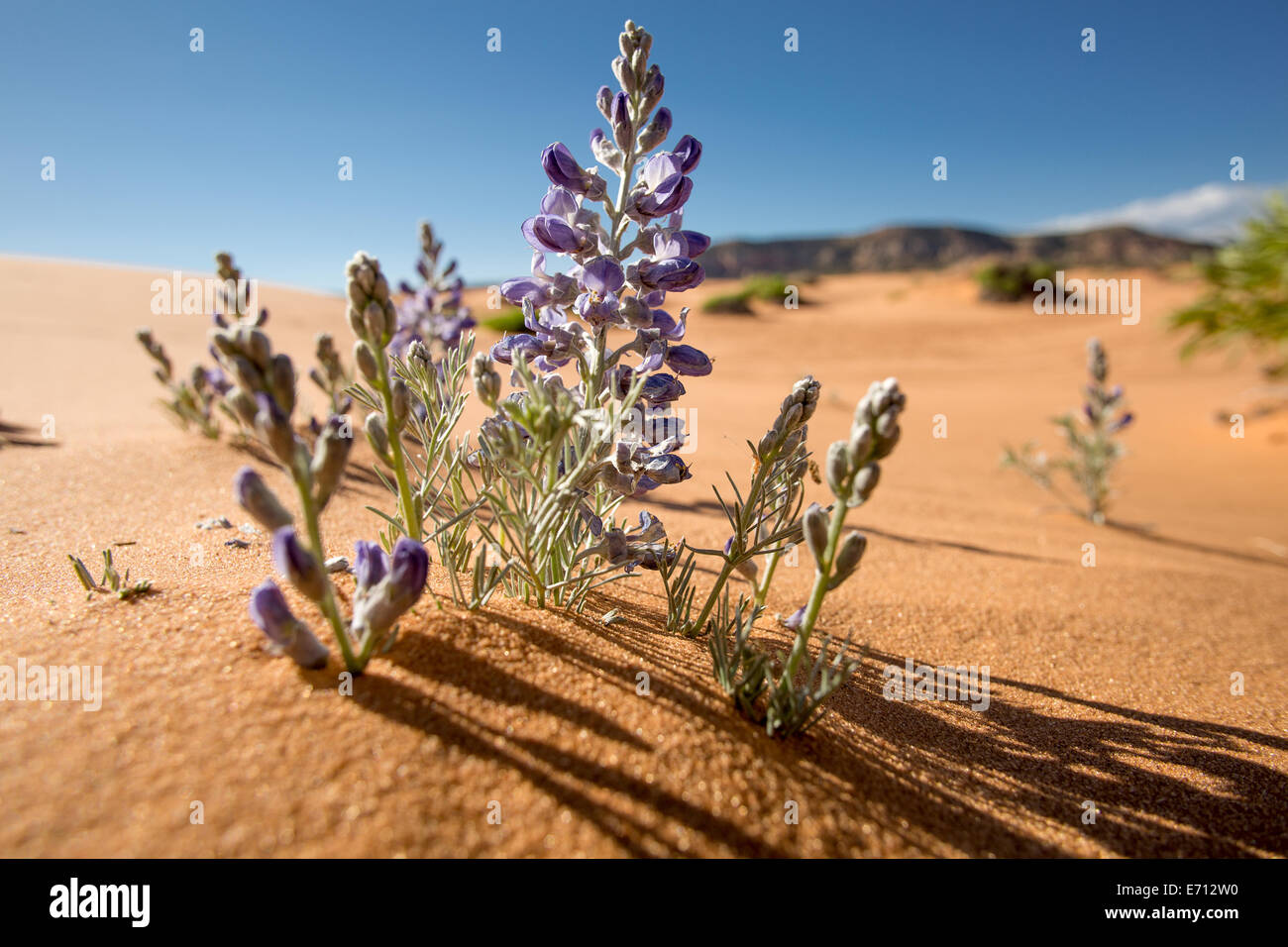 Blumen wachsen aus goldenem Sand der Wüste Stockfoto