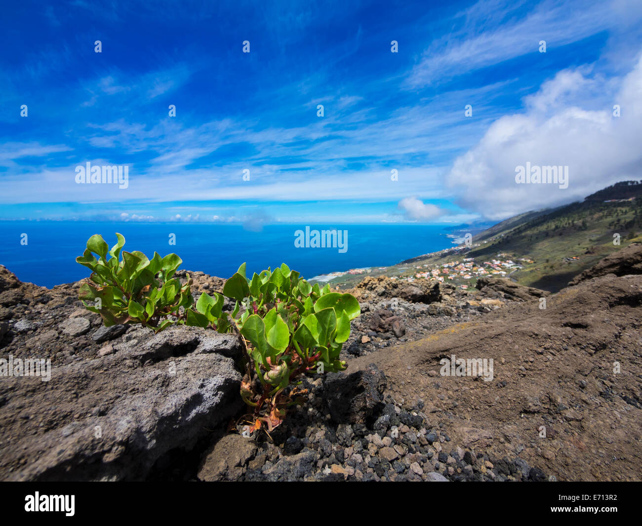 Spanien, Kanarische Inseln, La Palma, Euphorbia an Südküste in der Nähe von Las Indias Stockfoto