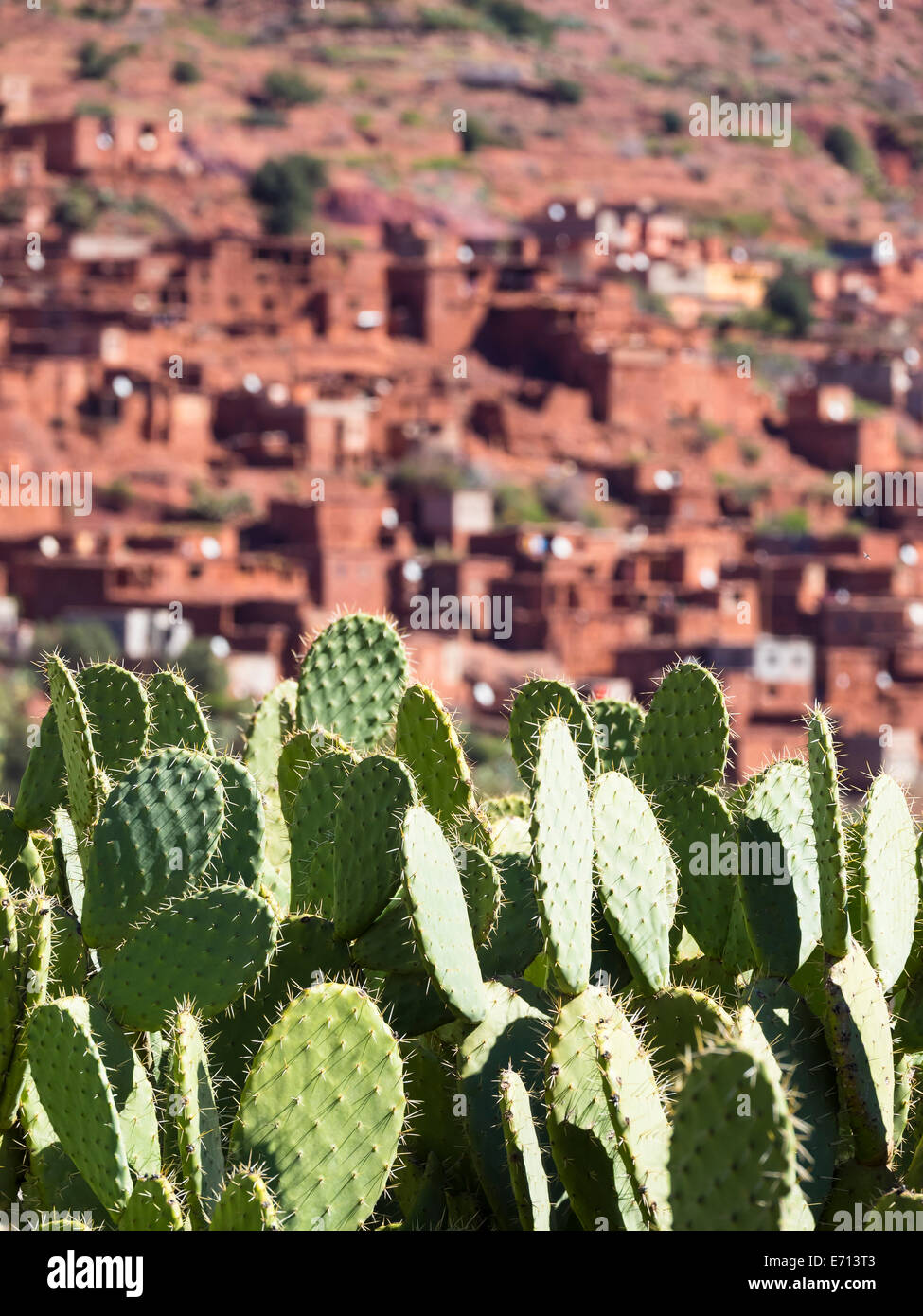 Marokko, Marrakech-Tensift-El Haouz, Atlas-Gebirge, Ourika-Tal, Dorf Anammer, Kaktusfeigen, Opuntia Ficus-indica Stockfoto