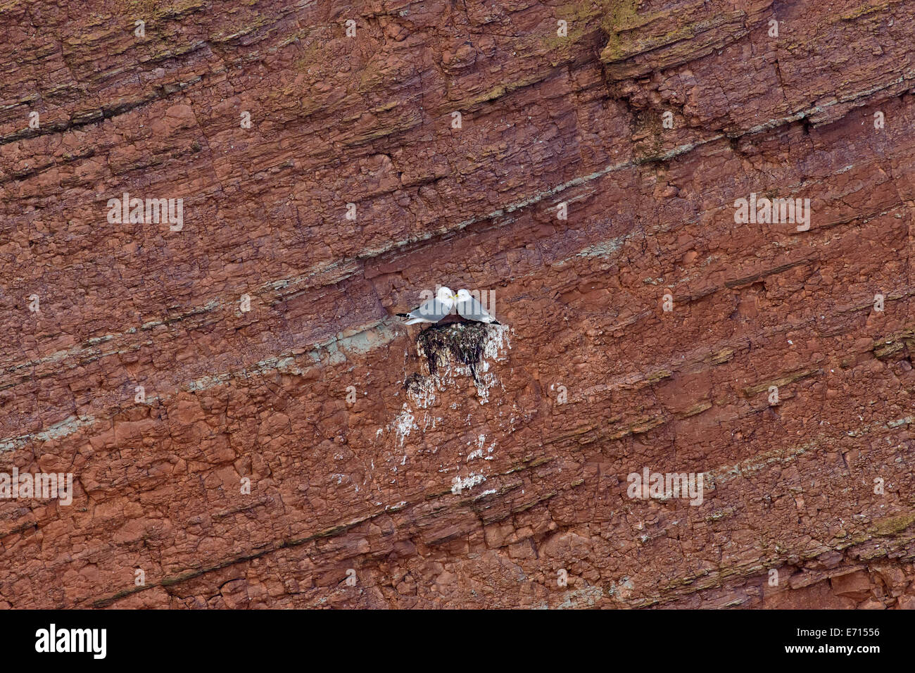 Deutschland, Helgoland, zwei schwarz-legged Dreizehenmöwen auf Felsen escarpment Stockfoto