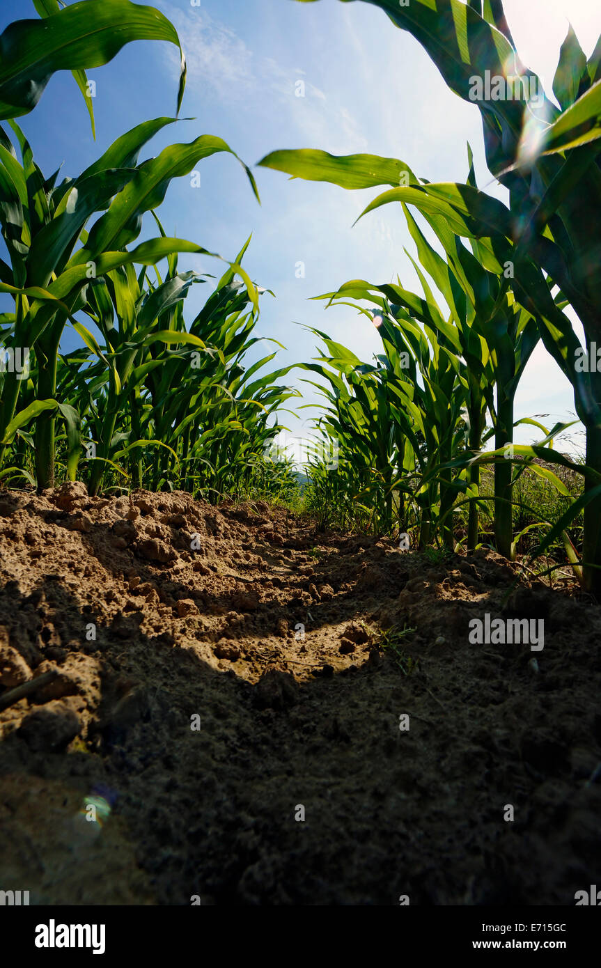 Deutschland, Reihen von jungen Maispflanzen Stockfoto