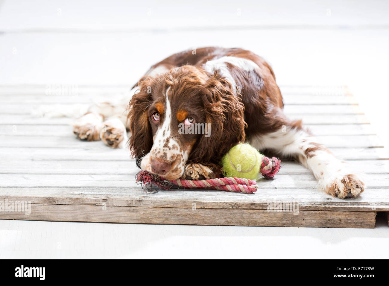 Englisch Springer Spaniel Welpen liegen auf Holzpalette mit seinem Hundespielzeug Stockfoto
