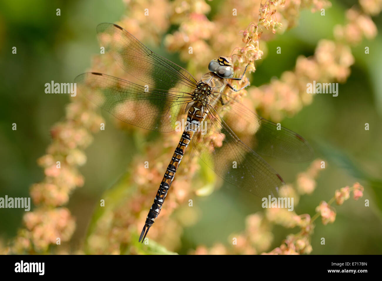 England, Migrant Hawker Aeshna mixta Stockfoto