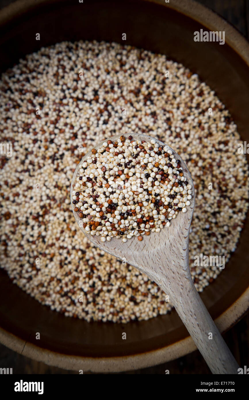 Bio-Quinoa, Chenopodium Quinoa, Tricolor, in eine Schüssel geben Stockfoto