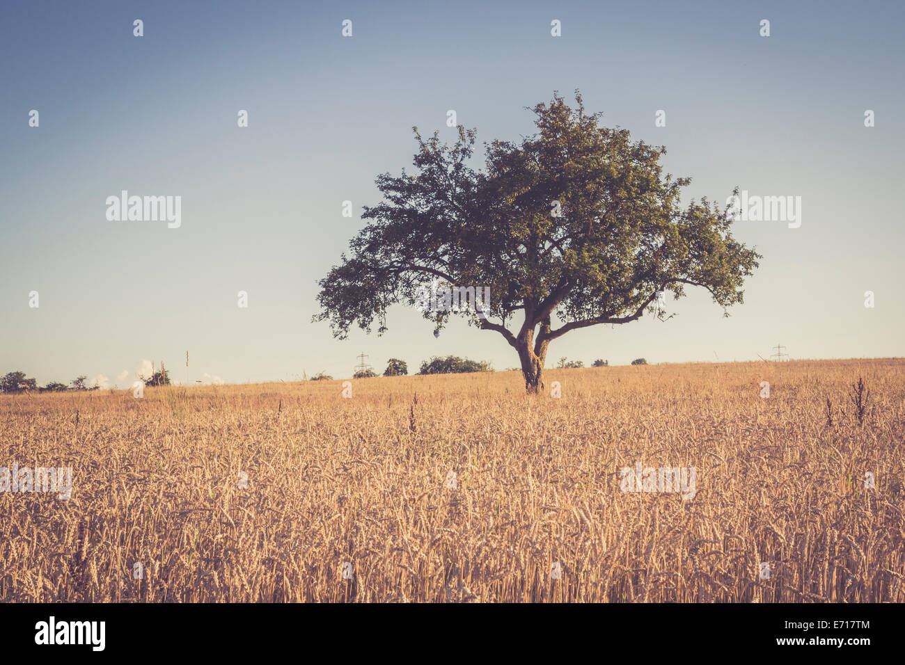Baum im Kornfeld, Triticum Sativum, bei der abendlichen Dämmerung Stockfoto