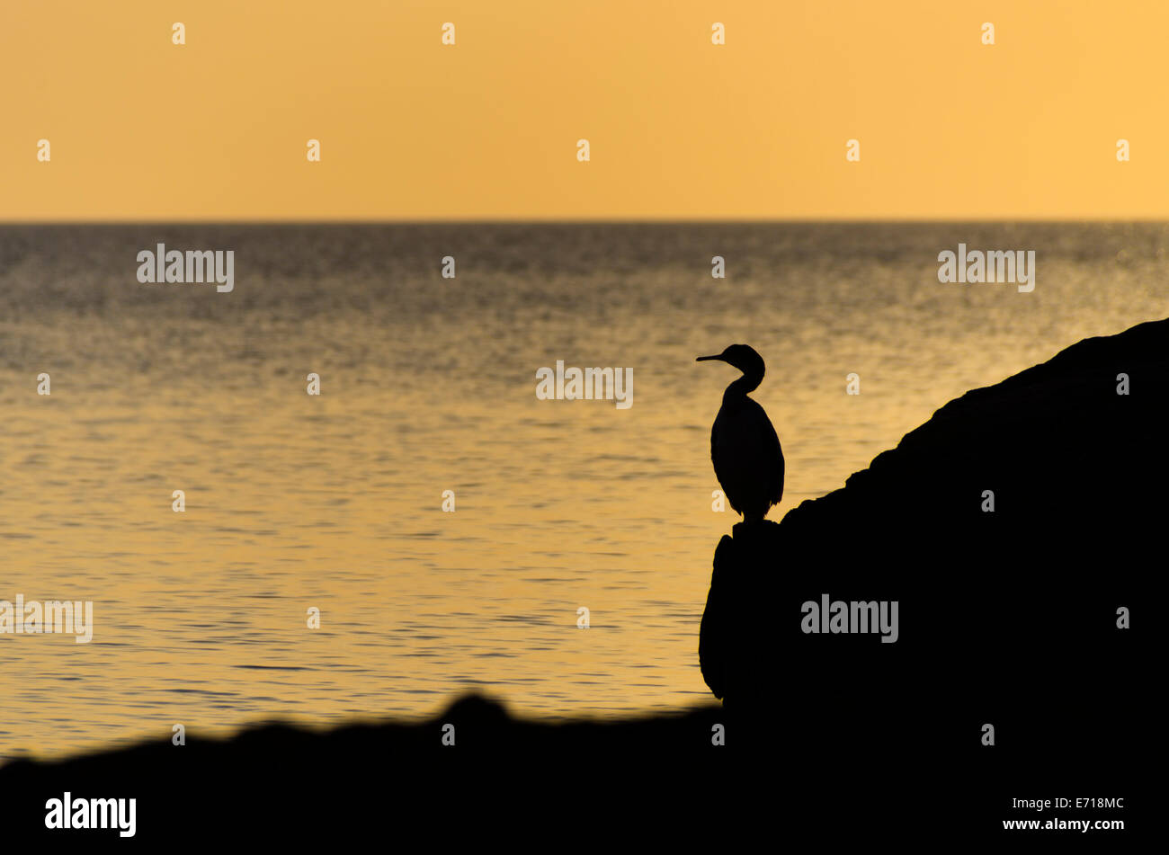 Europäische Shag, Phalacrocorax Aristotelis, auf einem Felsen direkt am Meer, Menorca, Balearen, Spanien Stockfoto