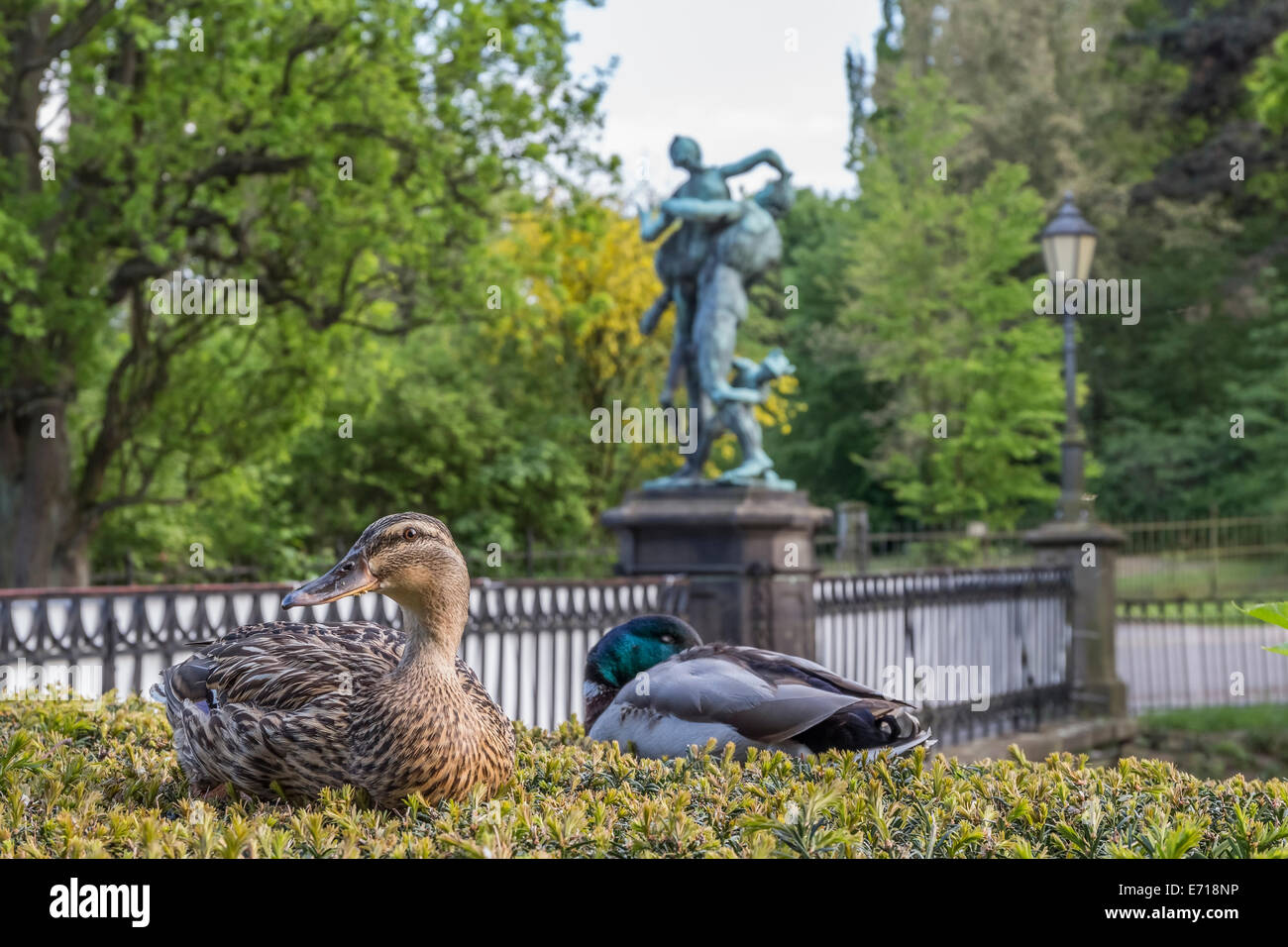 Deutschland, Niedersachsen, zwei Stockenten, Anas Platyrhynchos, vor der Brücke von Bueckeburg Burg Stockfoto