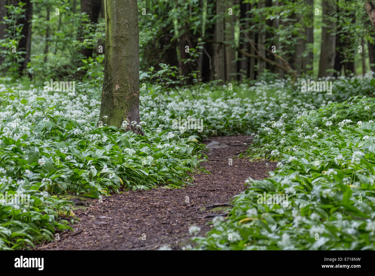 Deutschland, Niedersachsen, Wolfenbüttel, Naturpark Elm-Lappwald, Bärlauch im Wald Stockfoto