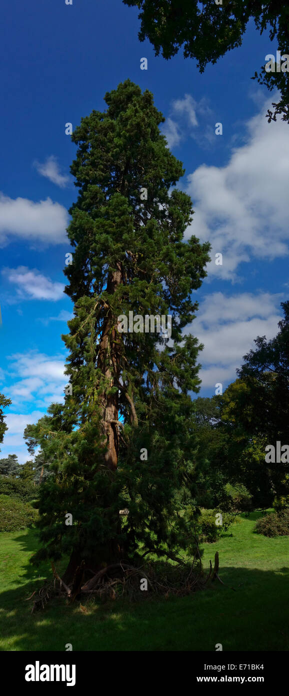 Redwood-Baum Woburn UK Stockfoto