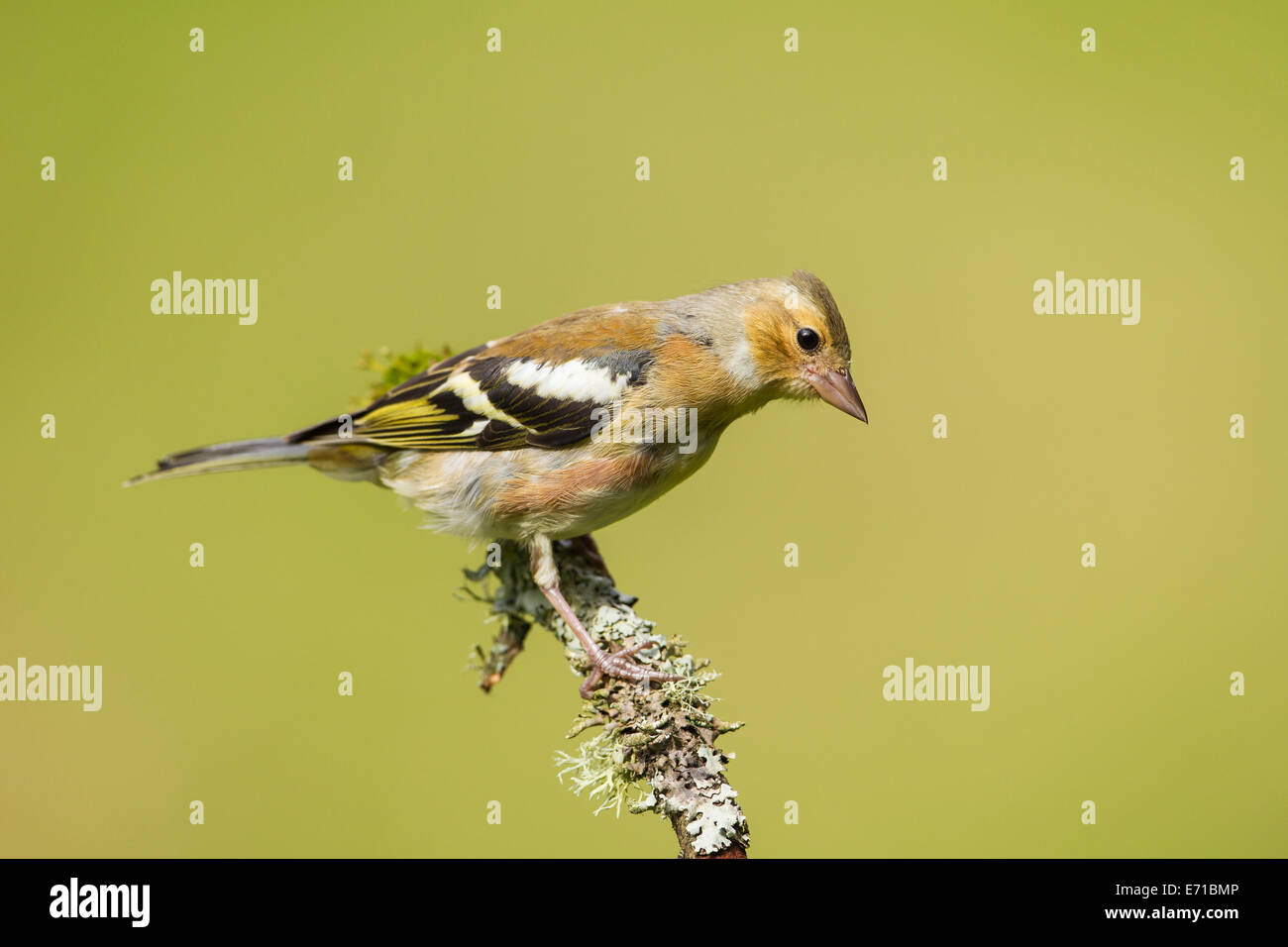 Juvenile Männchen Buchfinken (Fringilla Coelebs) - UK Stockfoto