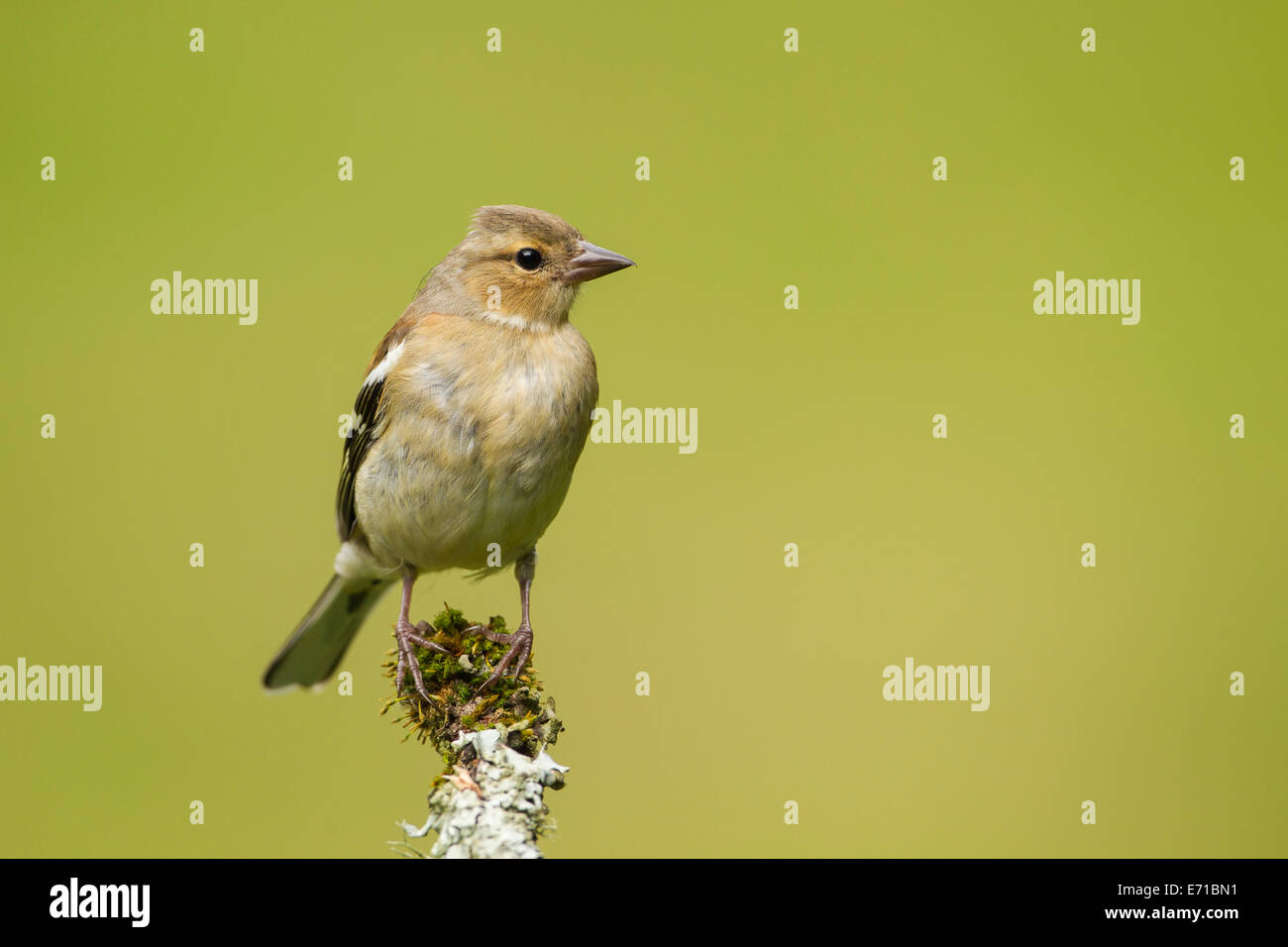 Juvenile Männchen Buchfinken (Fringilla Coelebs) - UK Stockfoto