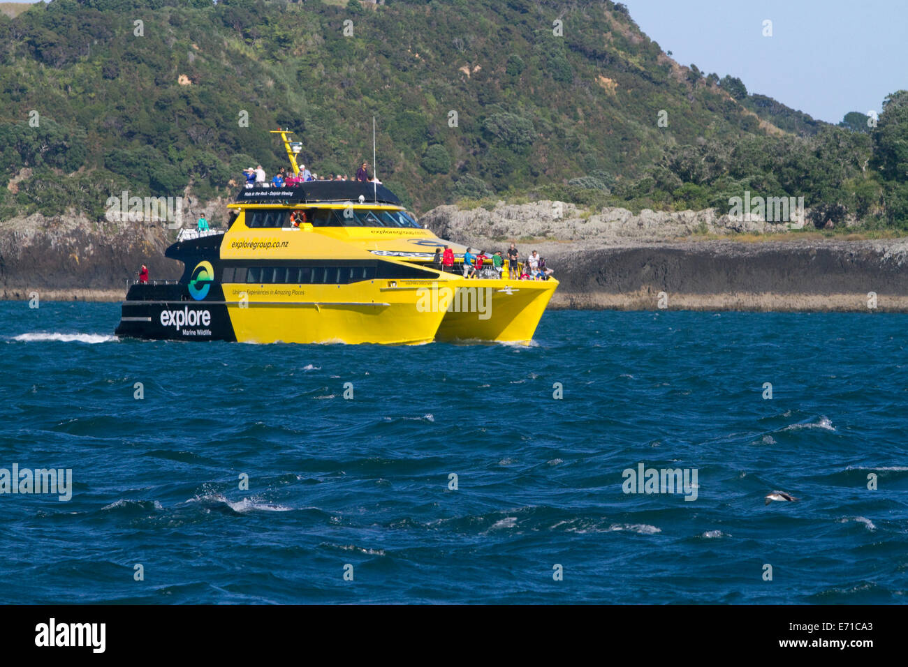 Ein Delphin anzeigen Ausflugsboot in der Bay of Islands, Nordinsel, Neuseeland. Stockfoto