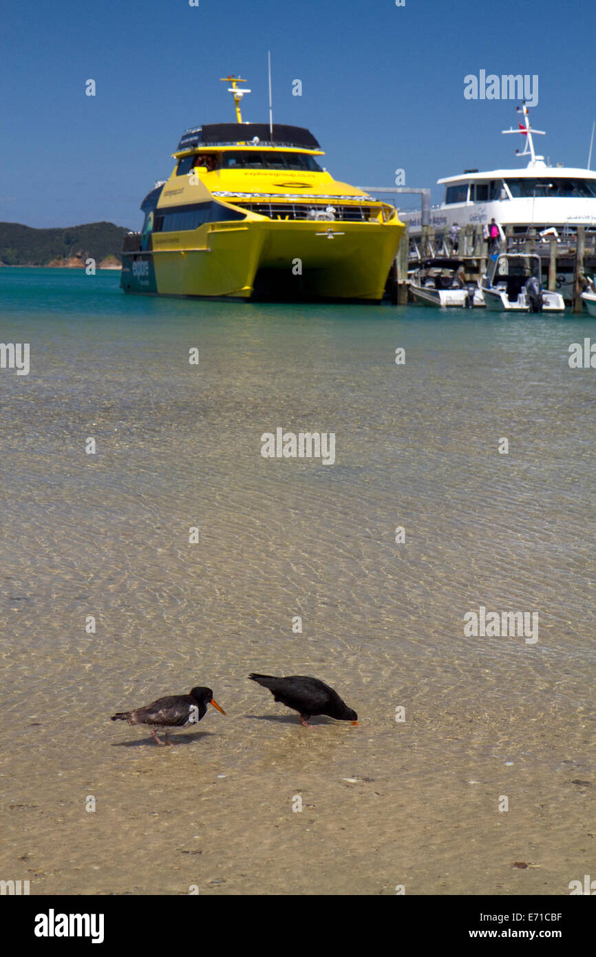 Austernfischer Vögel waten in der Bay of Islands, Nordinsel, Neuseeland. Stockfoto