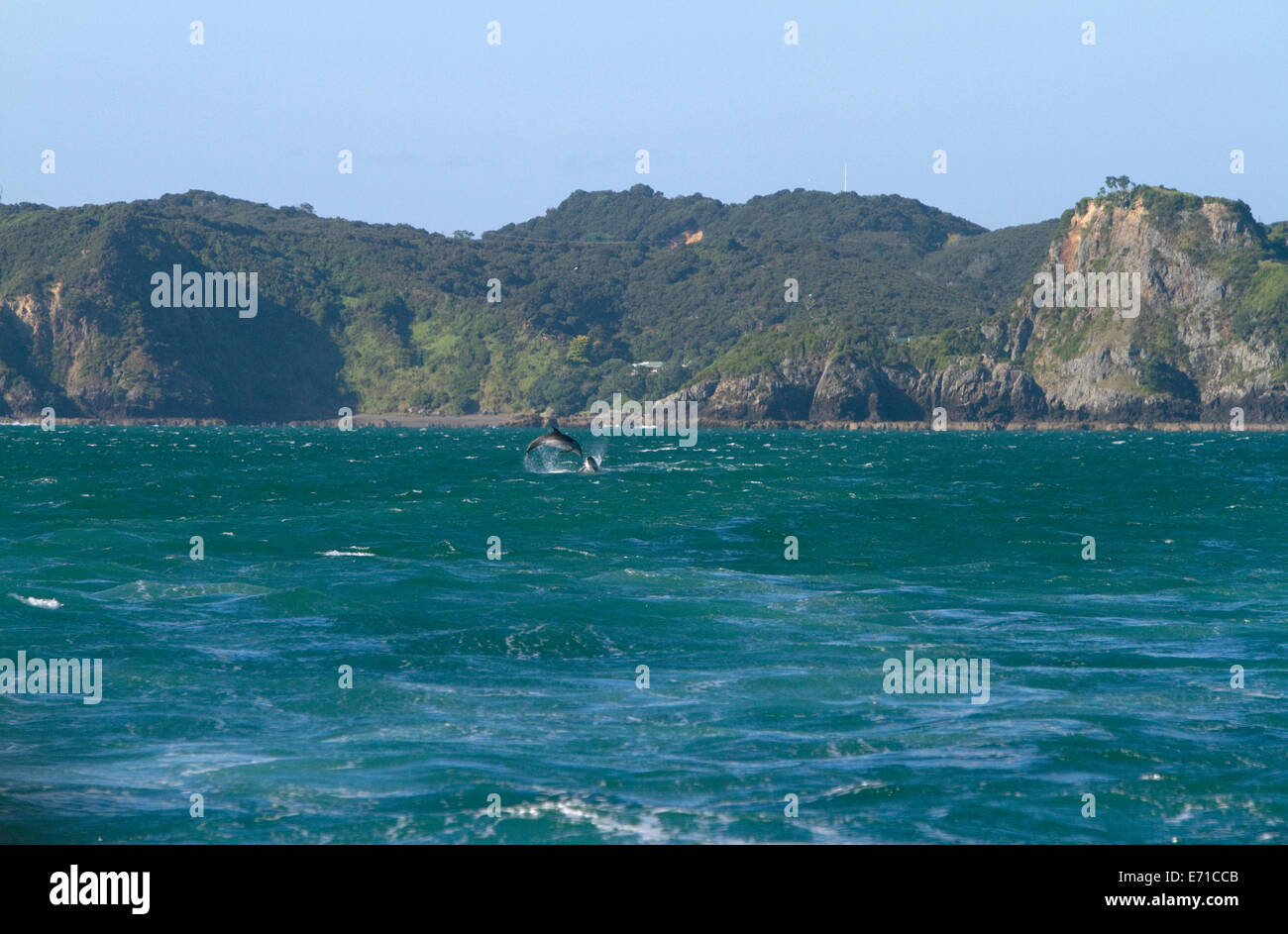 Delphin in der Bay of Islands, Nordinsel, Neuseeland. Stockfoto