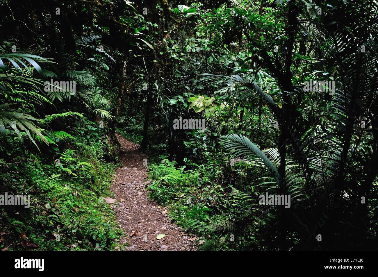 Gocta Wasserfällen Route in CHACHAPOYAS. Abteilung von Amazonas. Peru Stockfoto