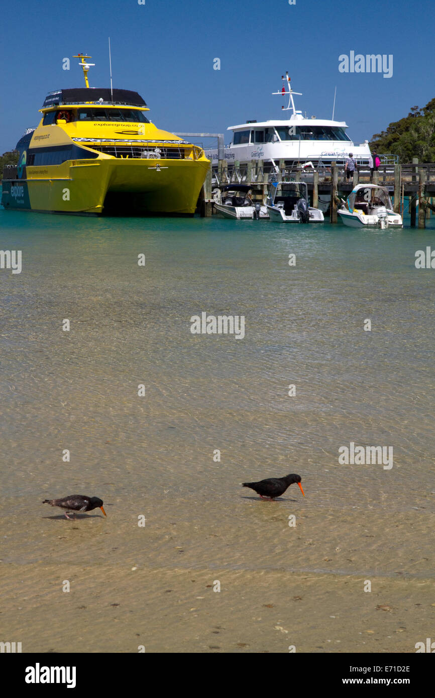 Austernfischer Vögel waten in der Bay of Islands, Nordinsel, Neuseeland. Stockfoto