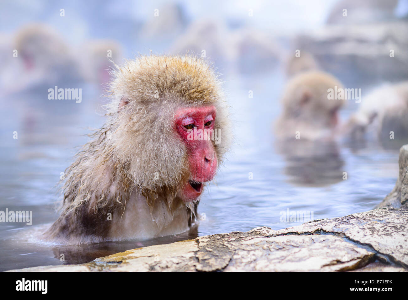 Makaken Bäder in Thermalquellen in Nagano, Japan. Stockfoto