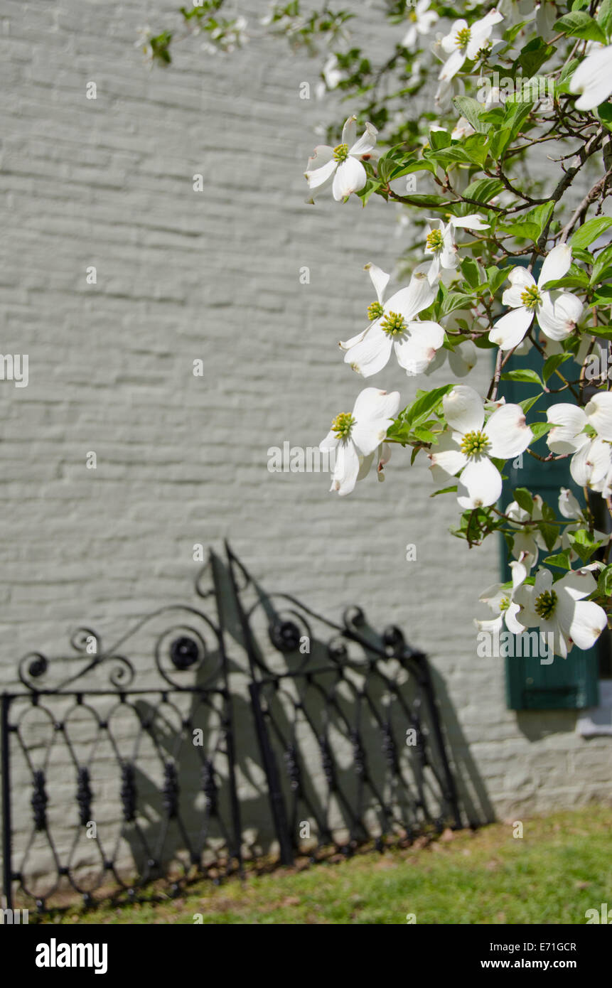 USA, Kentucky, alte Leverkusen. Rose Hill Museum, Hartriegel außerhalb der Cobb-Haus-Villa. Einwohnermeldeliste der historischen Plätze. Stockfoto