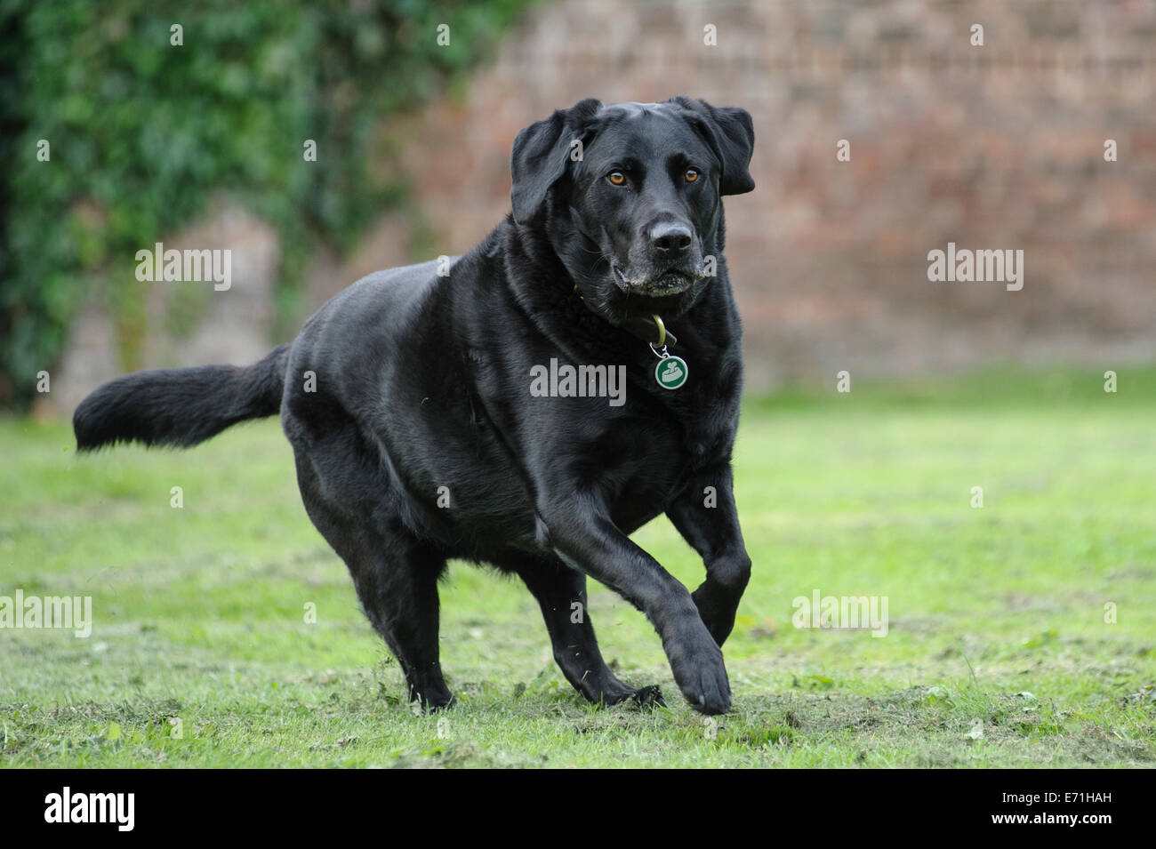 Schwarze Labrador läuft Stockfoto