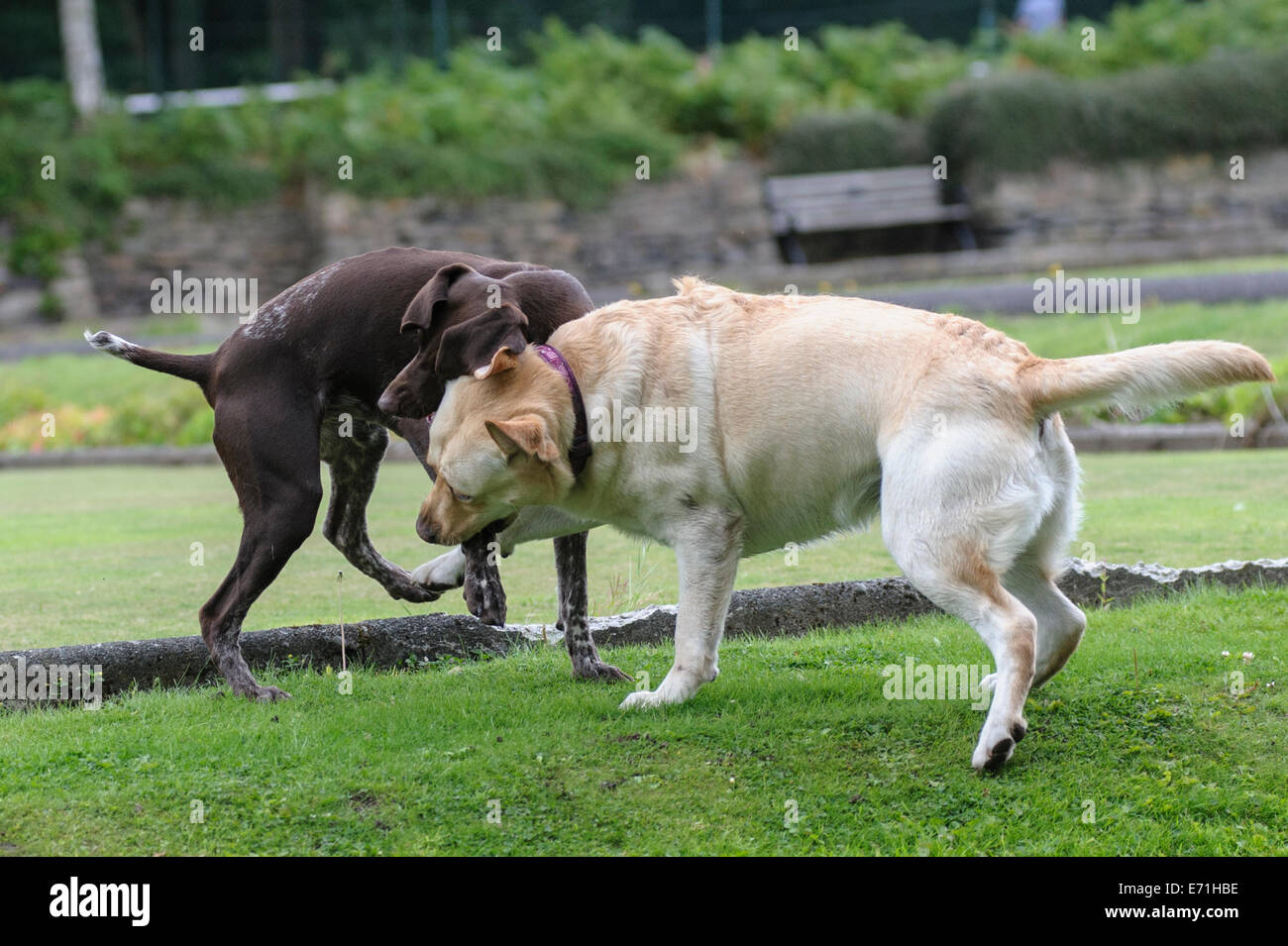 Zwei Hunde kämpfen Stockfoto