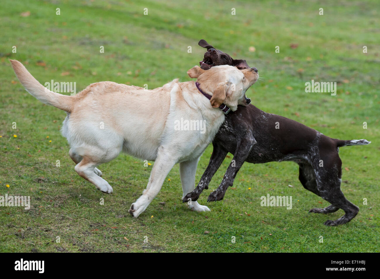 Zwei Hunde kämpfen Stockfoto