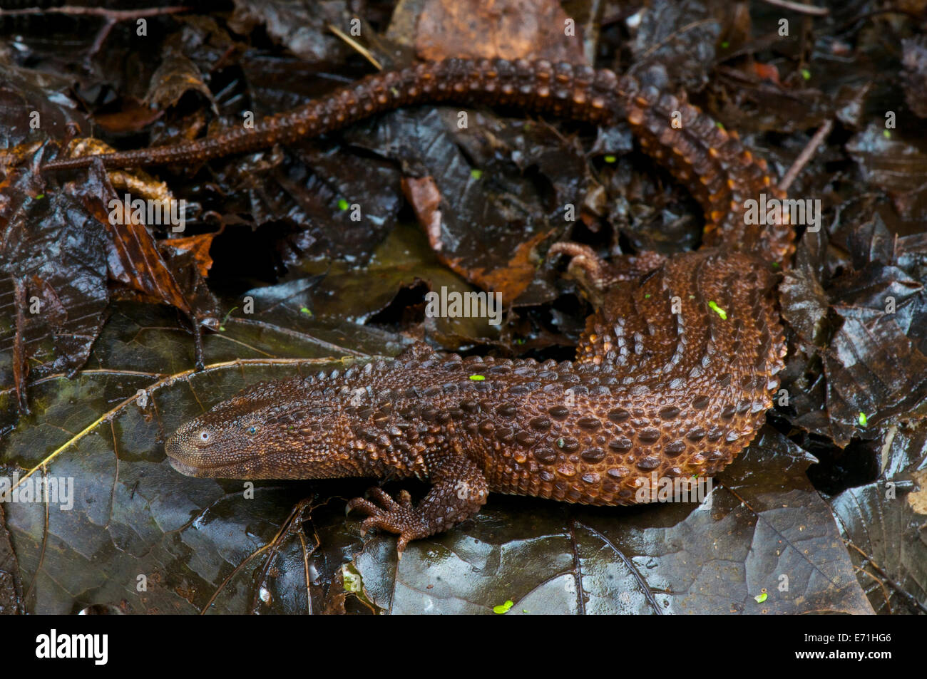 Borneo earless Monitor / Lanthanotus Borneensis Stockfoto