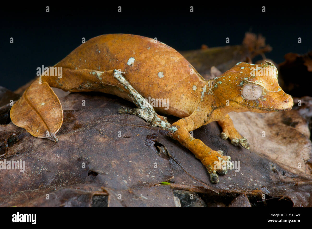 Satanische Blatt-tailed Gecko / Uroplatus Phantasticus Stockfoto