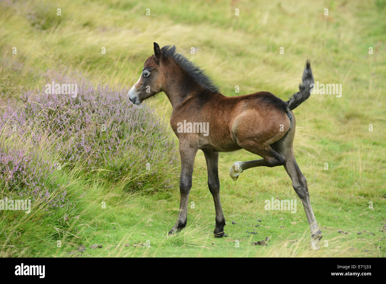 Wildes Pony Ponys Fohlen niedliche Tier lange Mynd Shropshire britischen Tierwelt Großbritannien Uk Stockfoto