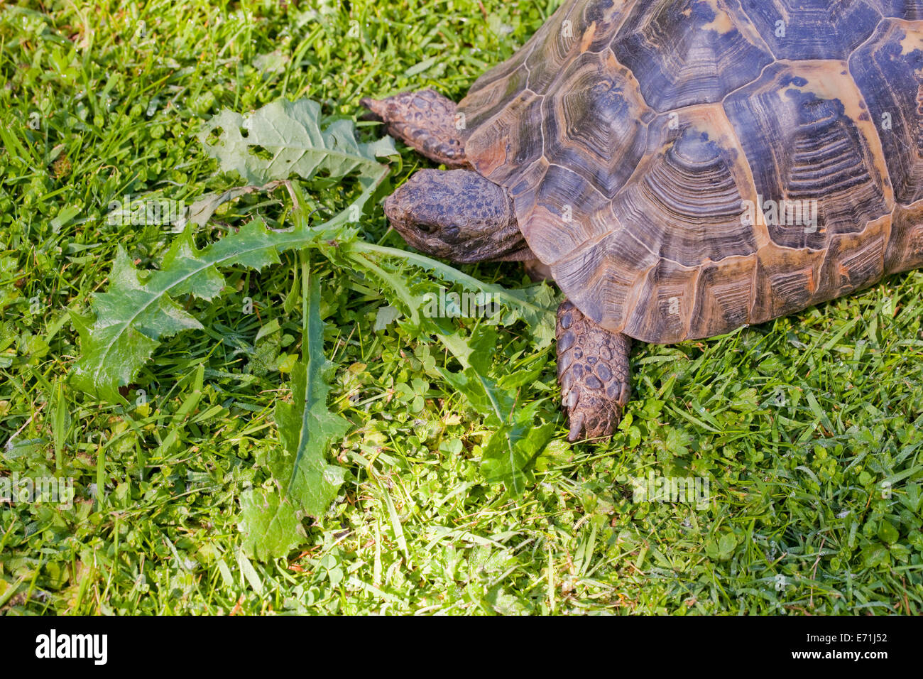 Mediterrane Sporn-thighed Tortoise (Testudo Graeca). Langfristige Haustier wird eine Vielzahl von Unkraut Pflanzen als natürliche Nahrung angeboten. Stockfoto