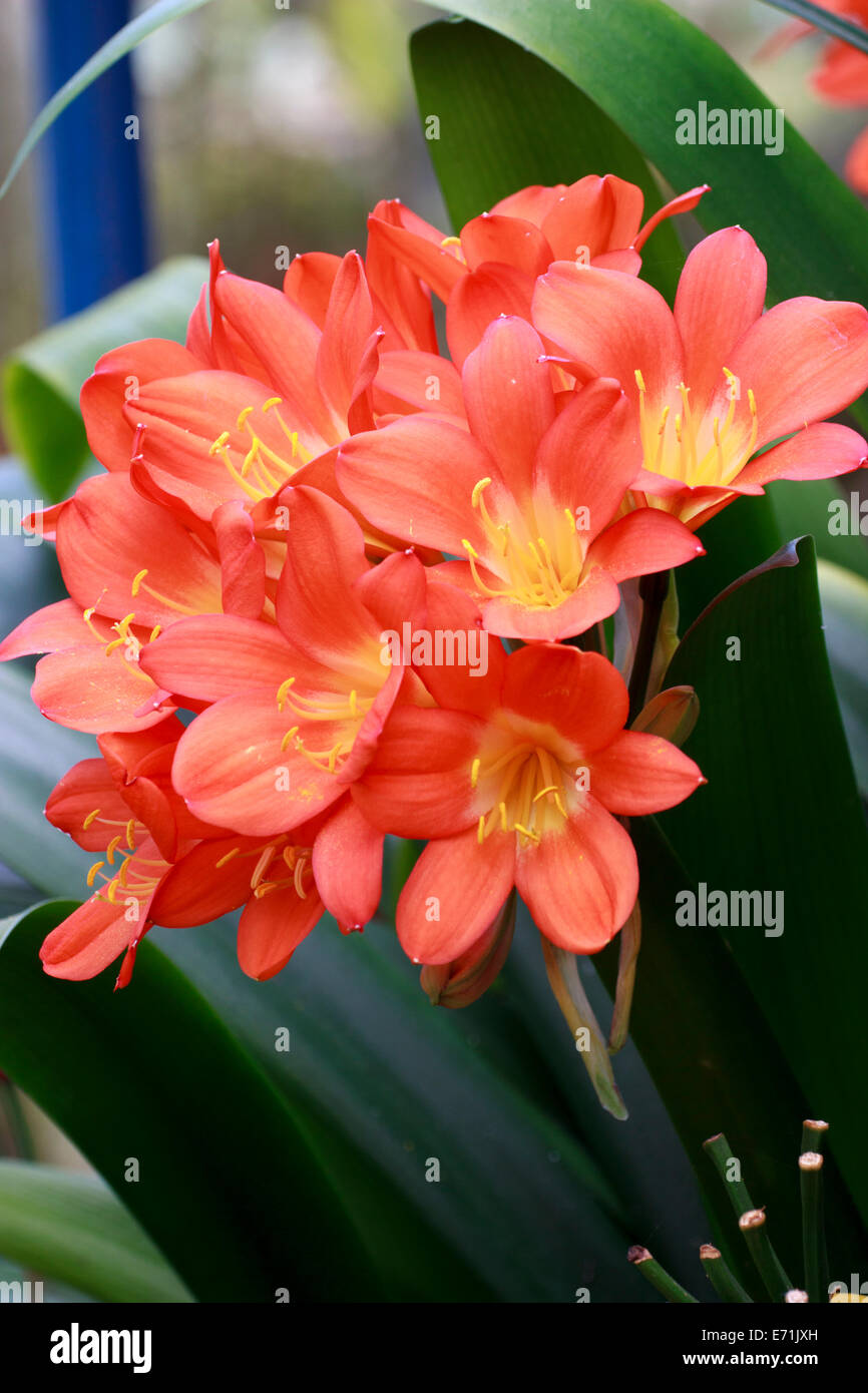 Blütenstand der immergrünen Lampe, Clivia miniata Stockfoto