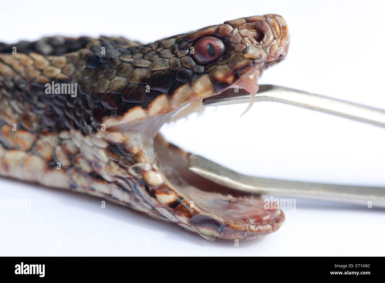 Addierer oder nördlichen Viper (Vipera Berus). Kopf der Schlange mit Jaws durch Zange offen gehalten; aufschlussreiche Zähne einschließlich rechten Fang. Stockfoto