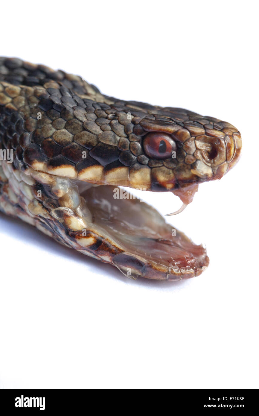 Addierer oder nördlichen Viper (Vipera Berus). Kopf der Schlange mit Backen öffnen aufschlussreiche Zähne einschließlich rechten Fang, im aufgeklappten Position. Stockfoto