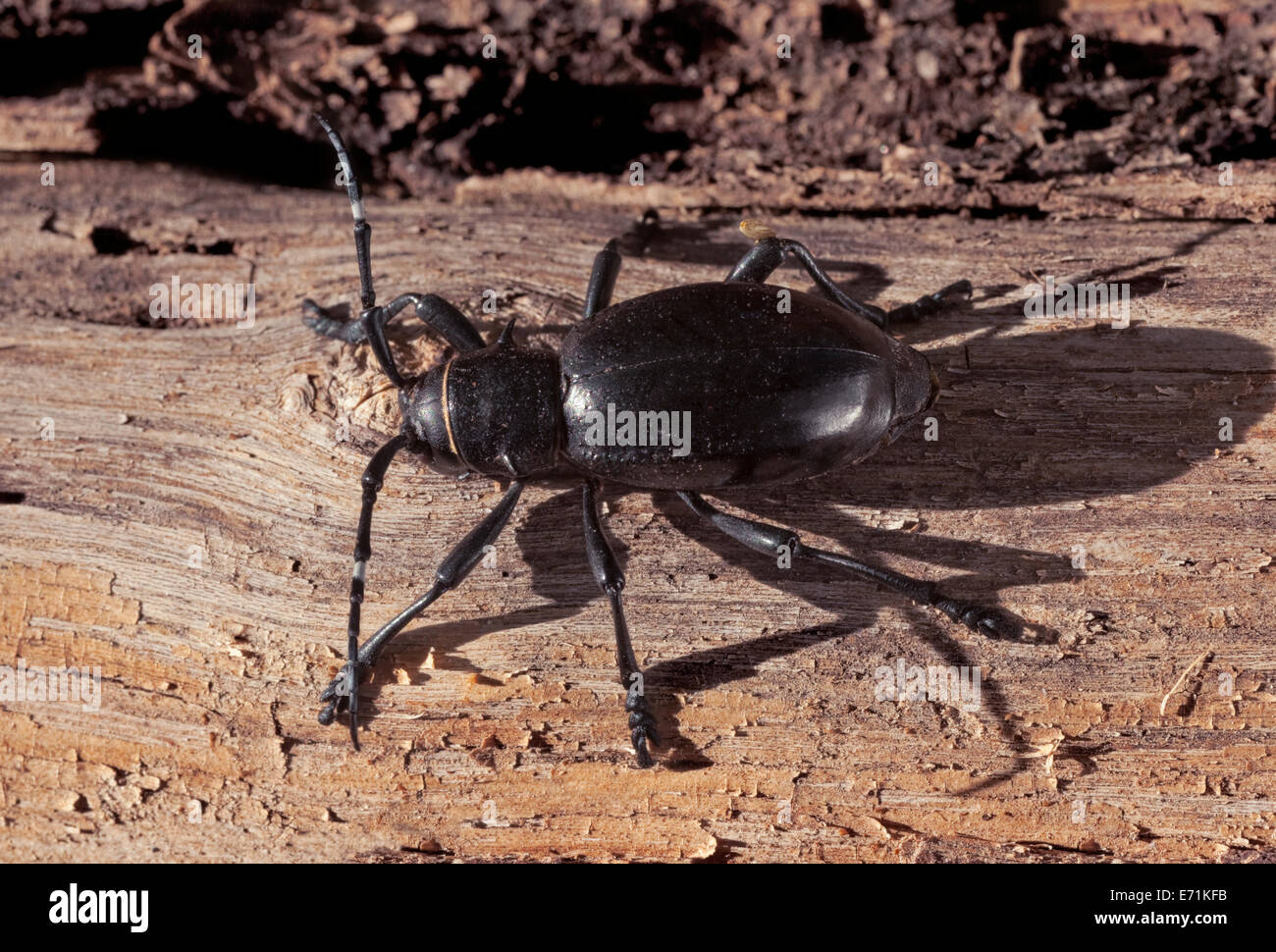 Kaktus Longhorn Beetle, Moneilema Gigas ernährt diese Biene normalerweise Chollas und Feigenkakteen und sogar Saguaro. Stockfoto