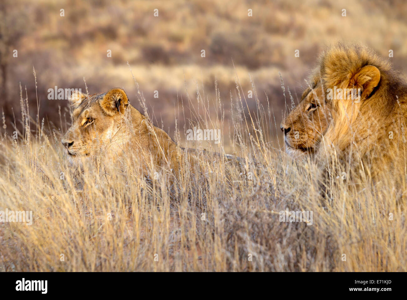 Löwen (Panthera leo), die sich im Kgalagadi Transfontier Park, Südafrika, erstrecken Stockfoto