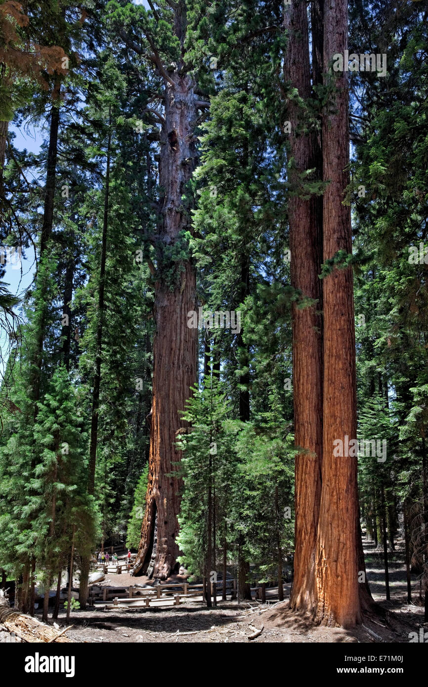 Sequoia Nationalpark ist ein Nationalpark in der südlichen Sierra Nevada östlich von Visalia, Kalifornien in den Vereinigten Staaten. Stockfoto